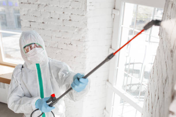 Why You Should Choose Our Mold Remediation Services in Bridgeville, PA